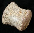 Hadrosaurid Caudal Vertebra (Tail Bone) #14815-3